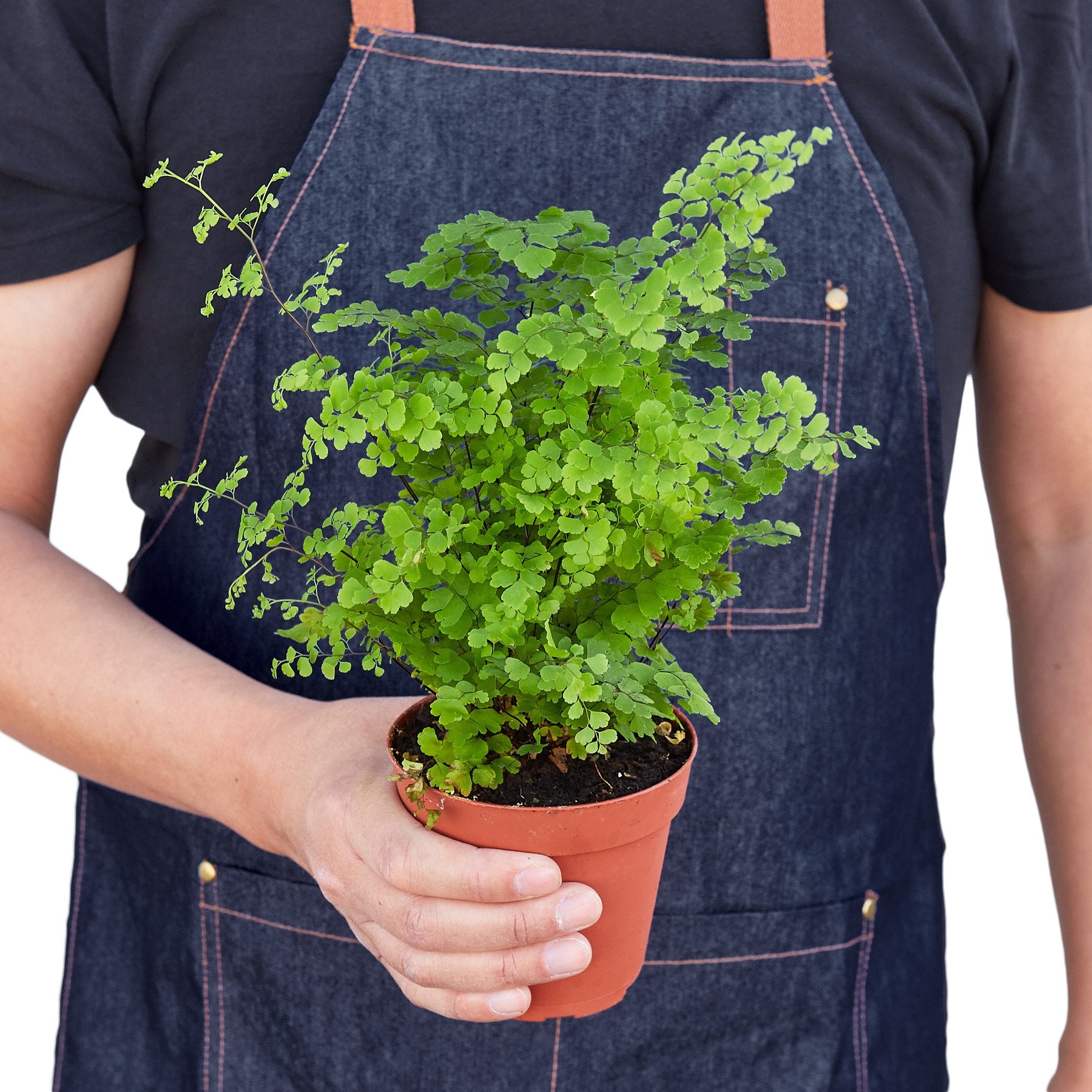 Maidenhair Fern - Craze Trends