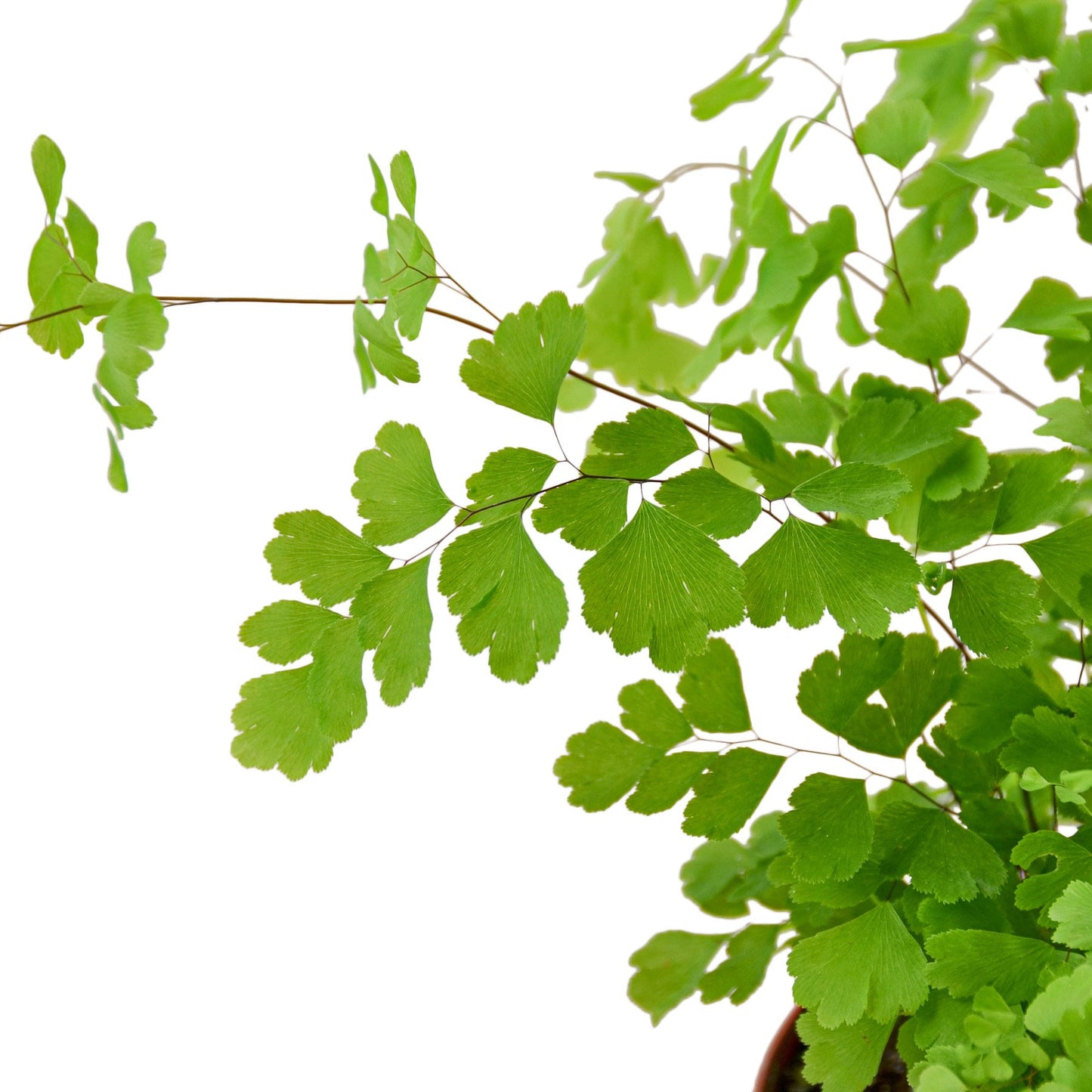 Maidenhair Fern - Craze Trends