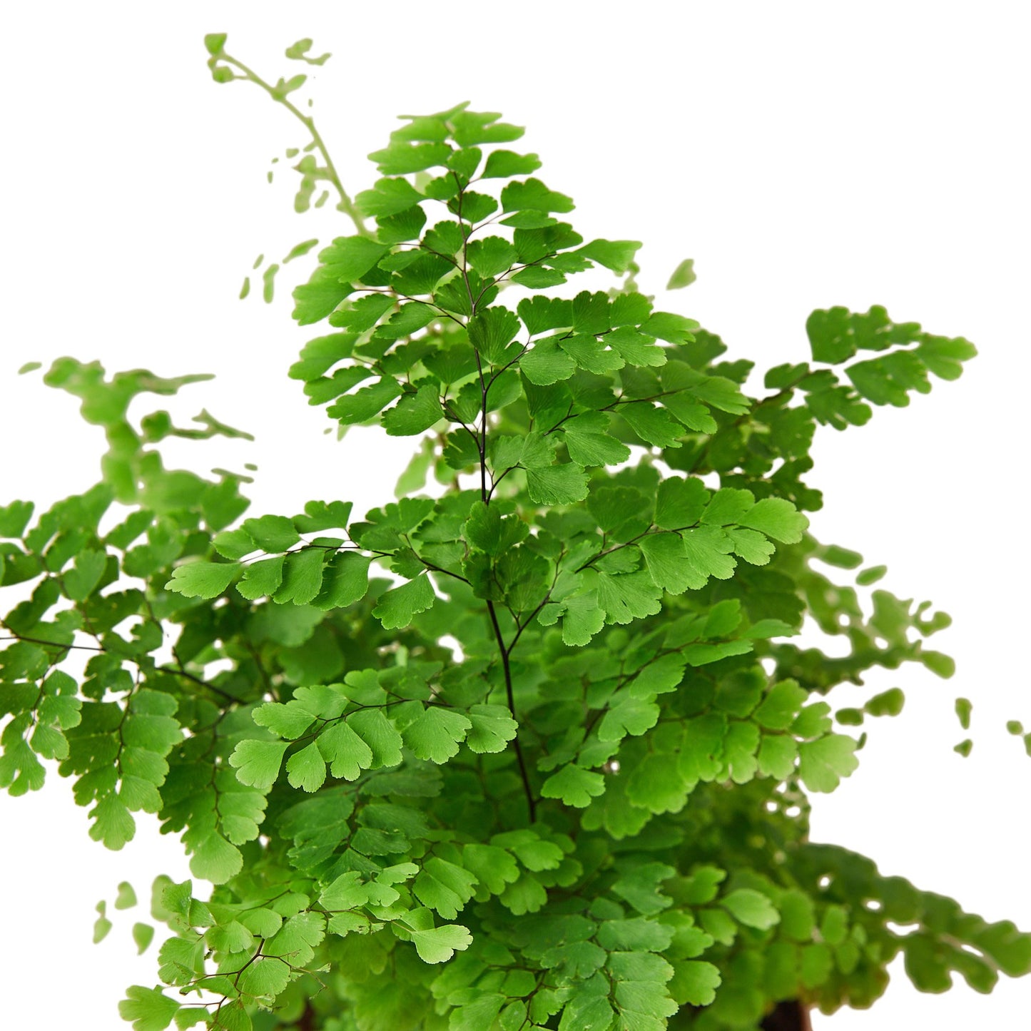 Maidenhair Fern - Craze Trends