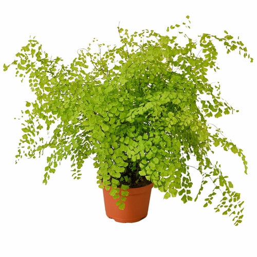 Maidenhair Fern - Craze Trends