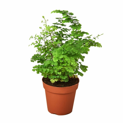 Maidenhair Fern - Craze Trends